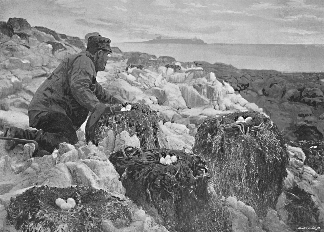 Hnízda kormoránů, Farne Islands, c1896 od M. Aunty