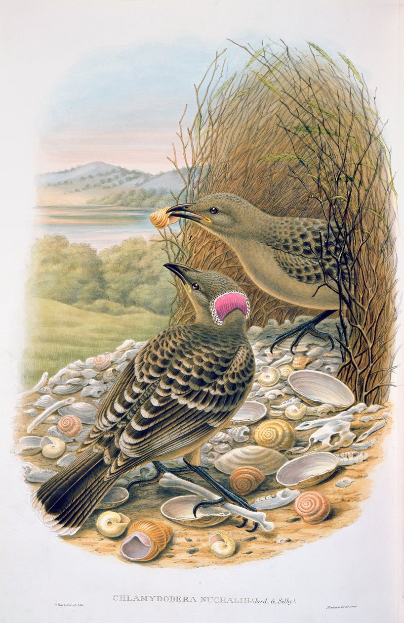 Chlamydera Nuchalis, Velký nebo Velký šedý Bowerbird od M. Hart