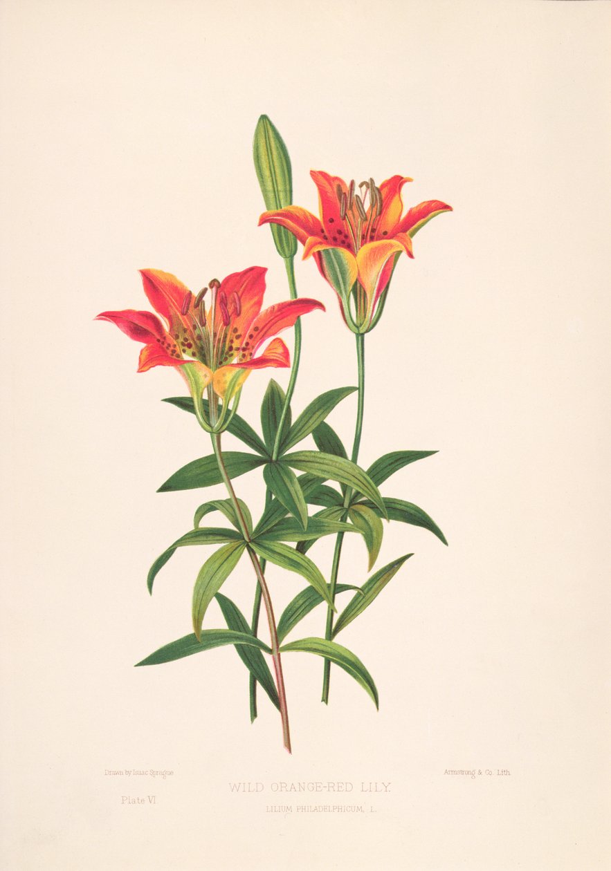 Epimachus Speciosus od M. Hart
