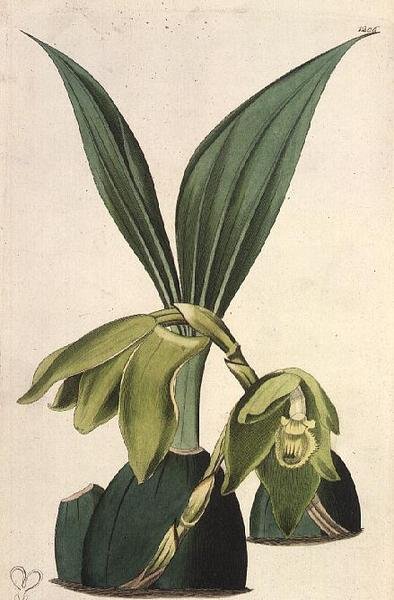 Orchid: Maxillaria ciliaris, M. Hart (fl. 1829), vydal I. Ridgway od M. Hart