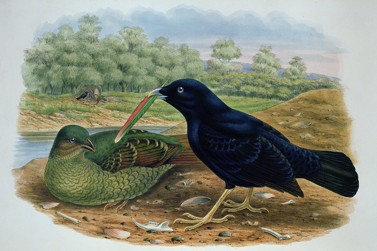 Ptilonorhyncus Violaceus, Bowerbird saténový od M. Hart