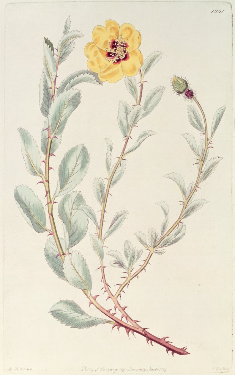 Rose: Peršan z botanického rejstříku, publikoval 1829 od M. Hart