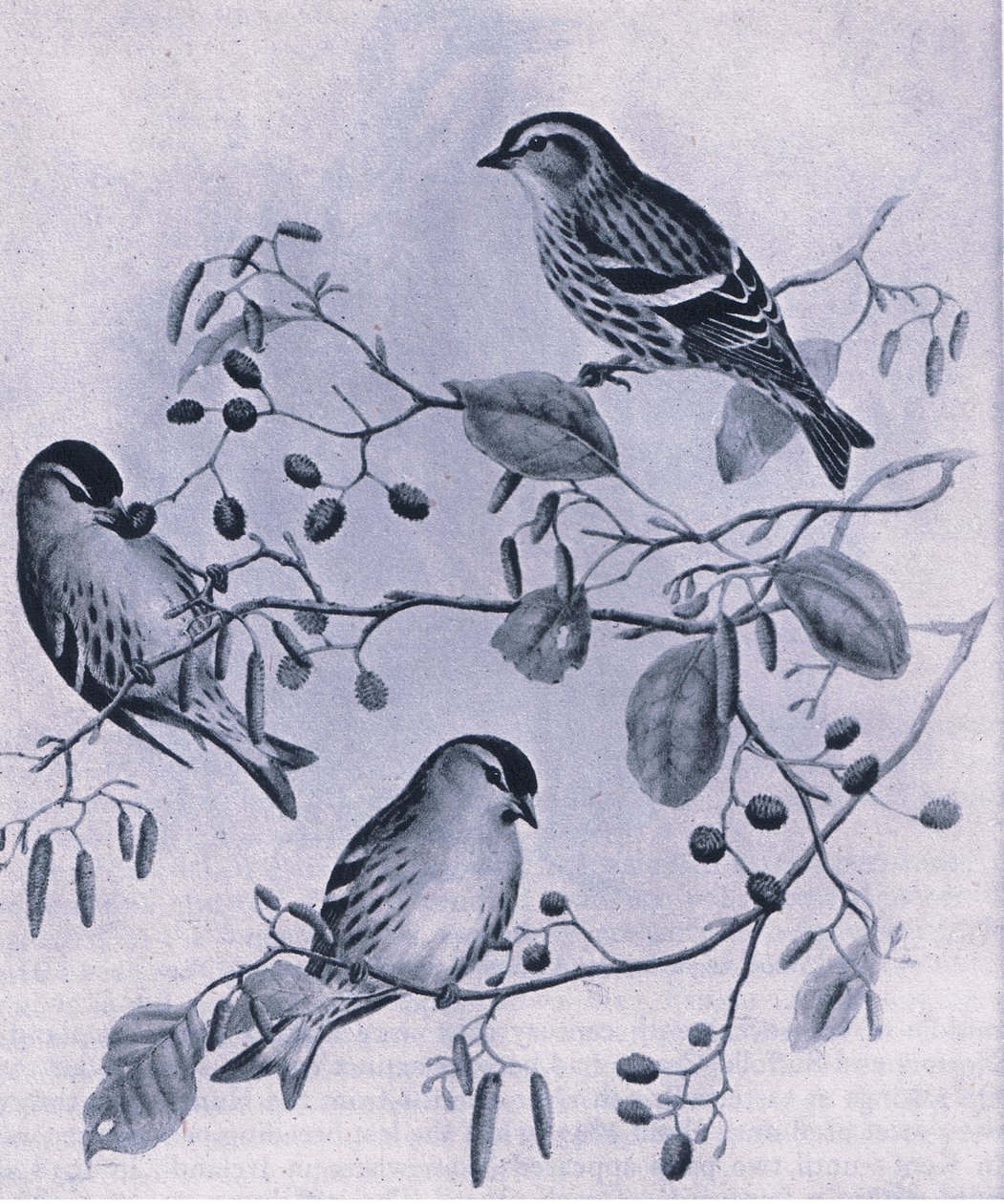 Siskins, Nature in Britain vydalo nakladatelství Collins, 1946 od M. Hart
