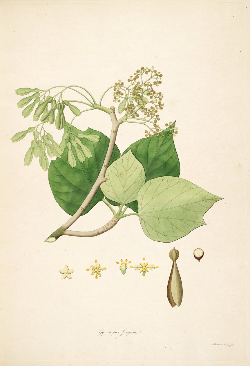 Ilustrace Gyrocarpus jacquini (= Gyrocarpus americanus), Hernandiaceae od Mackenzie