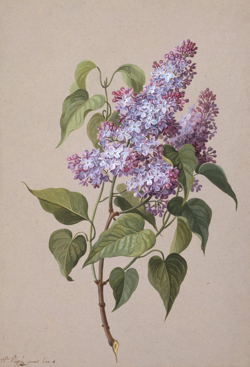 Lilac (černá křída, akvarel a bodycolor papír) od Madame Peigne