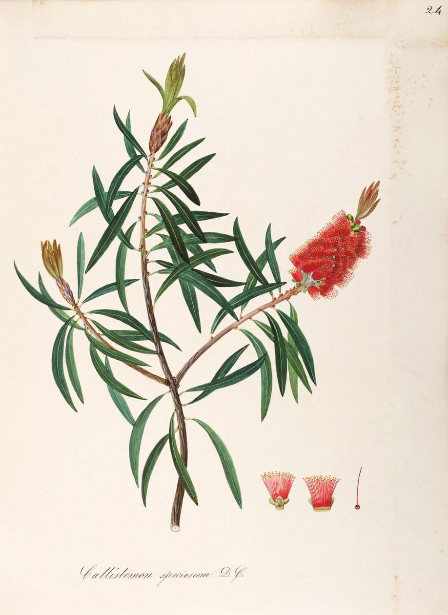 Albany Bottlebrush (Callistemon speciosum DC), Myrtaceae, keř s vytrvalými listy, původem z Austrálie, akvarel od Maddalena Lisa Mussino