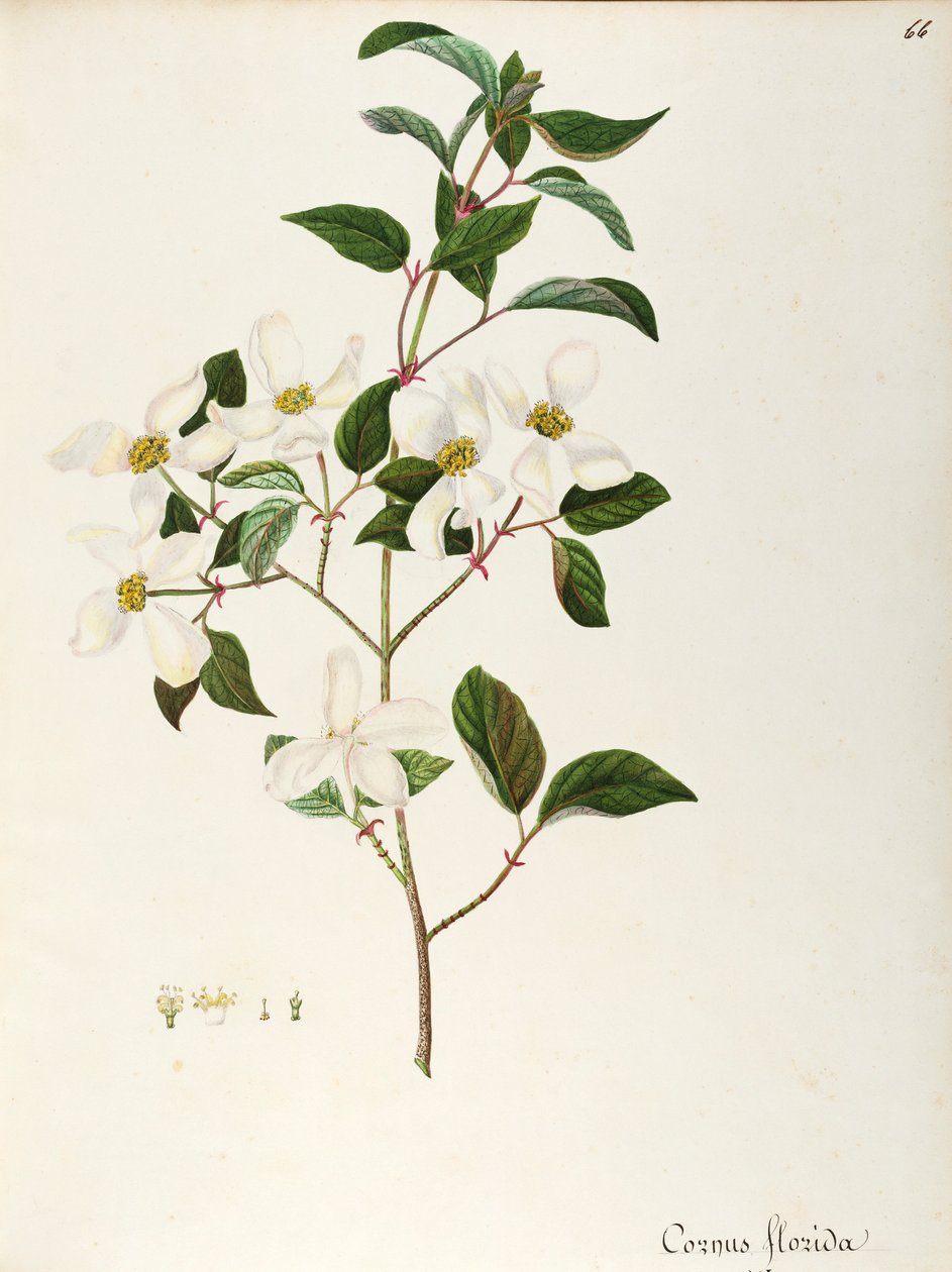 Kvetoucí dřín (Cornus florida), Cornaceae, malý strom nebo keř původem ze Severní Ameriky, akvarel od Maddalena Lisa Mussino