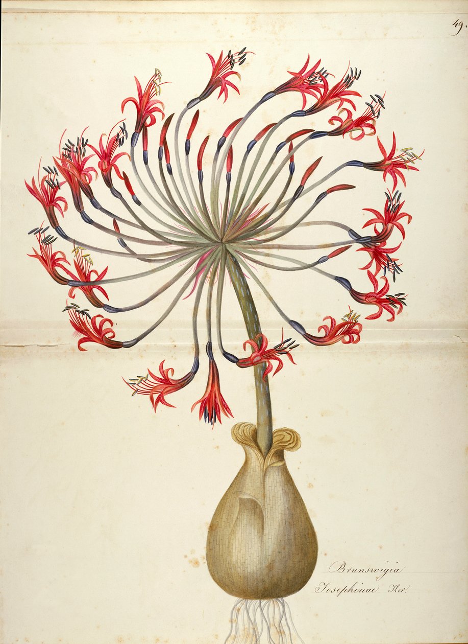 Josefínina lilie (Brunsvigia josephinae), Amaryllidaceae od Maddalena Lisa Mussino, akvarel od Maddalena Lisa Mussino