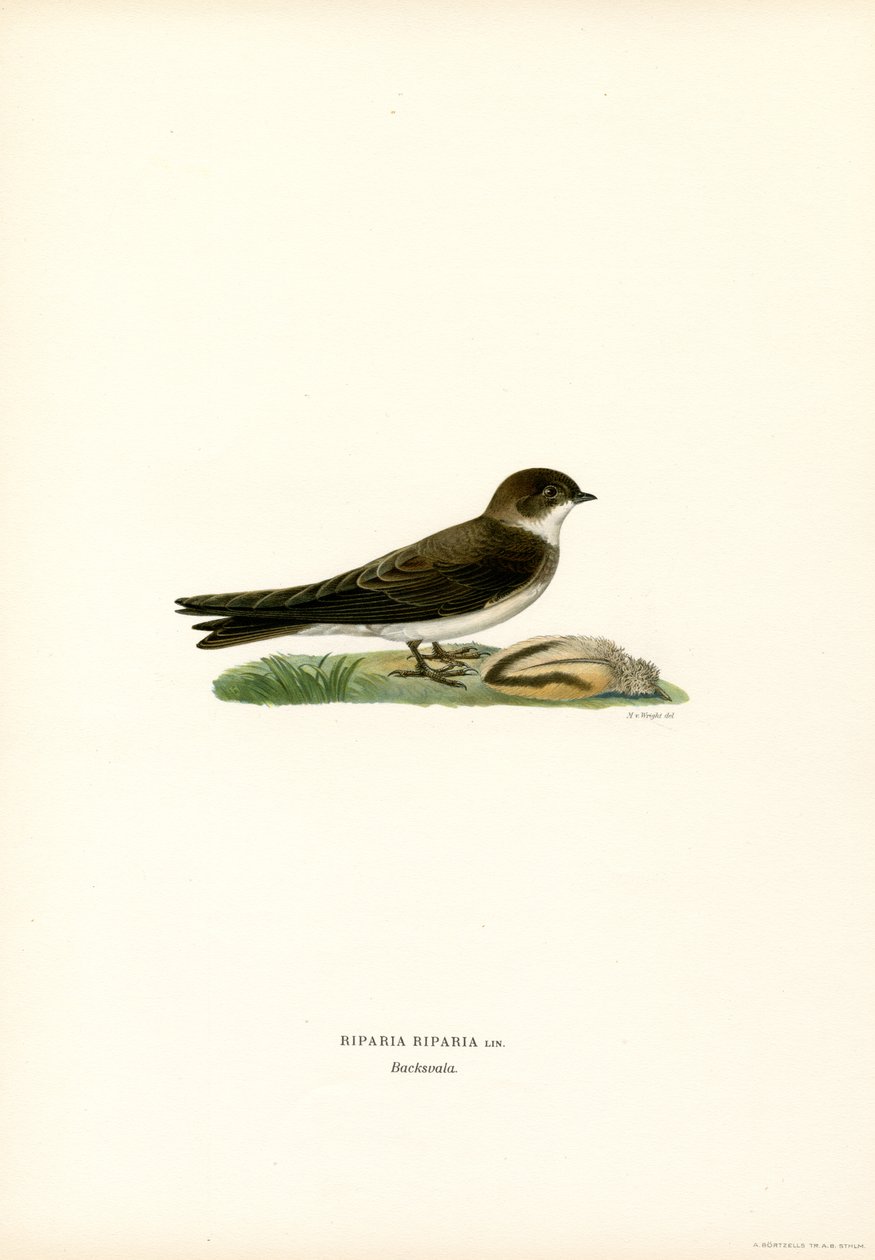 Sand Martin (barva lito) od Magnus Ferdinand and Wilhelm von Wright