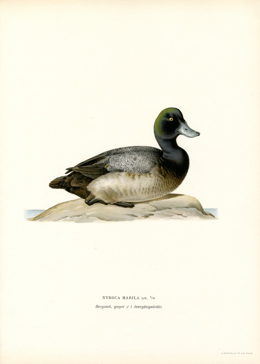 American Scaup Duck (barevná lito) od Magnus Ferdinand and Wilhelm von Wright