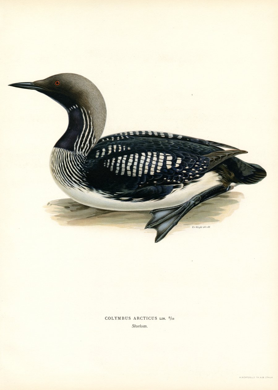 Arctic Loon (barevné lito) od Magnus Ferdinand and Wilhelm von Wright
