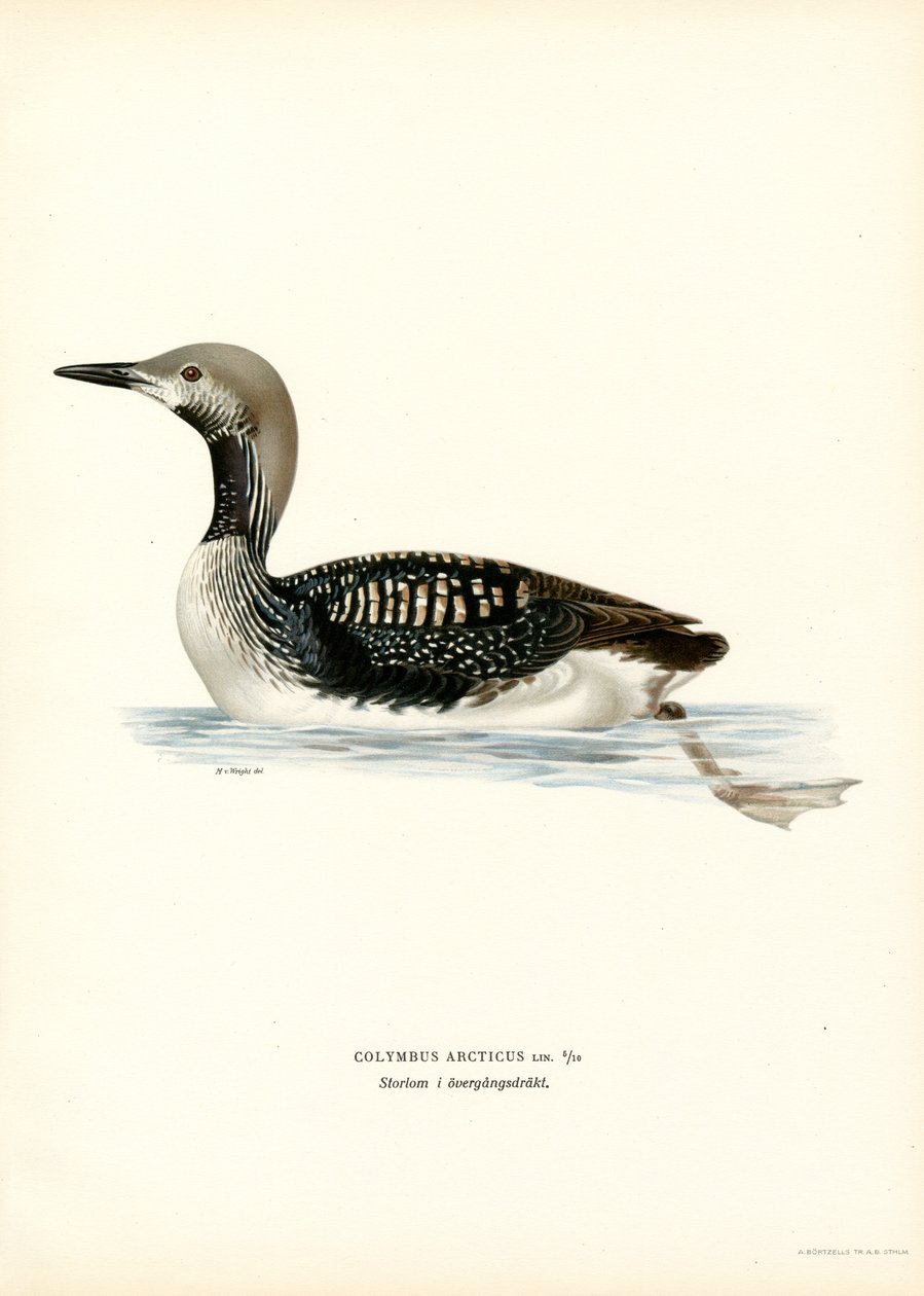 Arctic Loon (barevné lito) od Magnus Ferdinand and Wilhelm von Wright