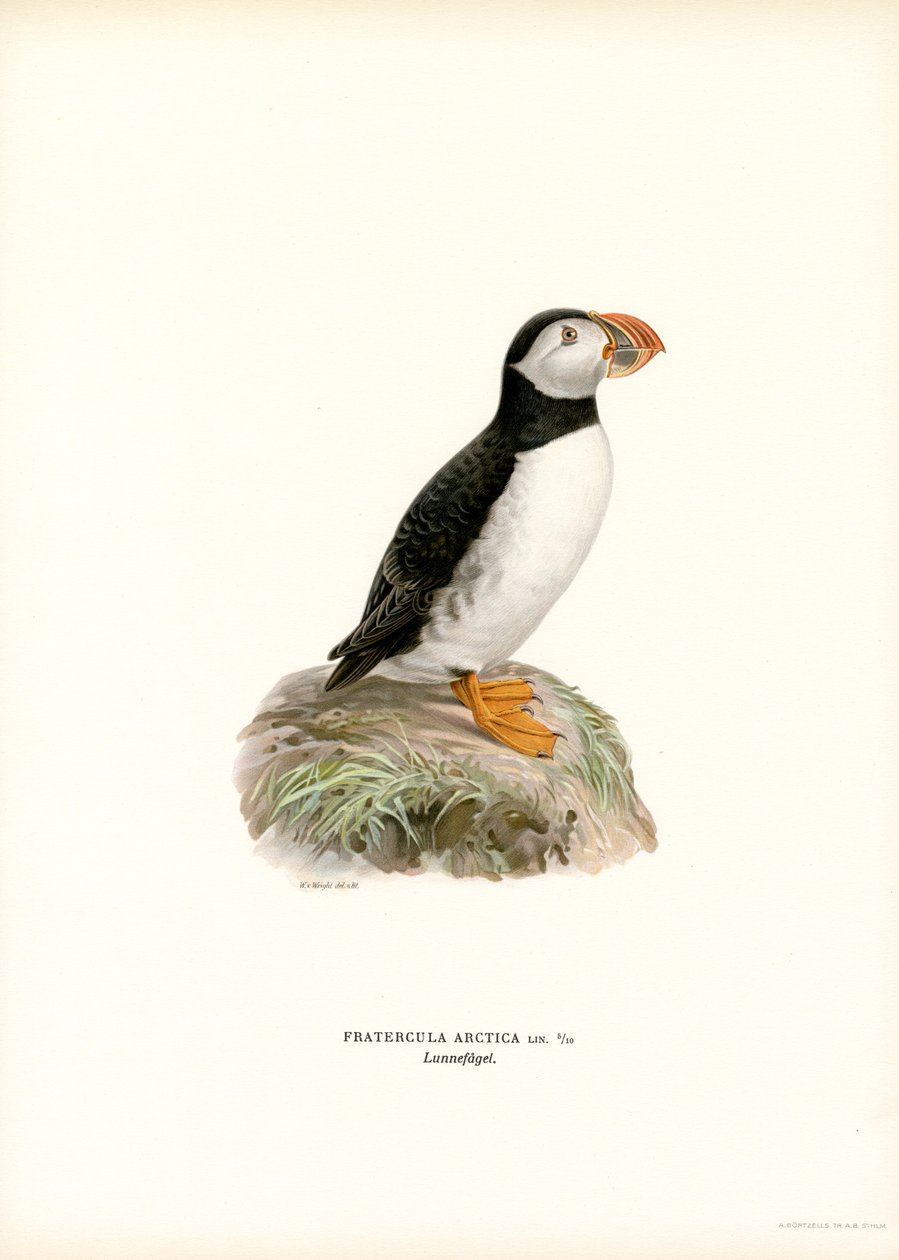 Atlantic Puffin (barva lito) od Magnus Ferdinand and Wilhelm von Wright