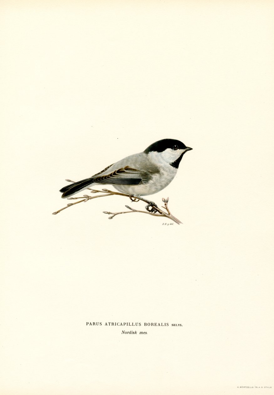 Slepičák černotemenný (barva litho) od Magnus Ferdinand and Wilhelm von Wright