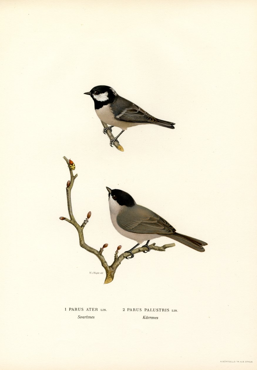 Sýkora černochocholatá (barva lito) od Magnus Ferdinand and Wilhelm von Wright