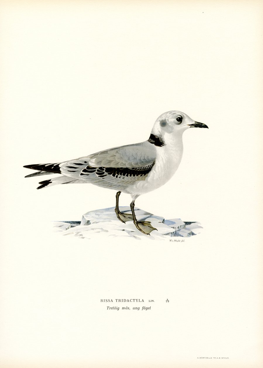Kittiwake černonohá (barevná lito) od Magnus Ferdinand and Wilhelm von Wright