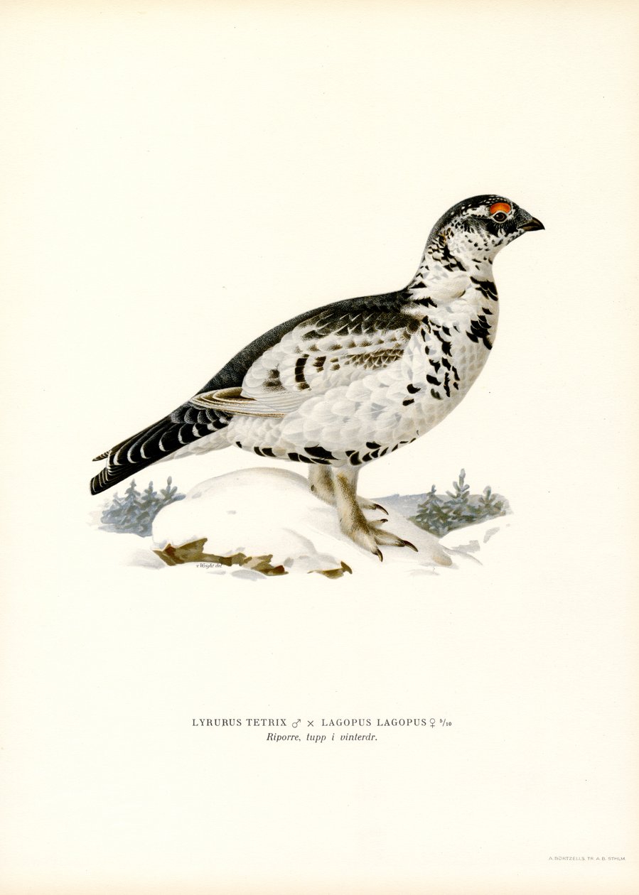 Tetřev x Willow Ptarmigan (barva lito) od Magnus Ferdinand and Wilhelm von Wright