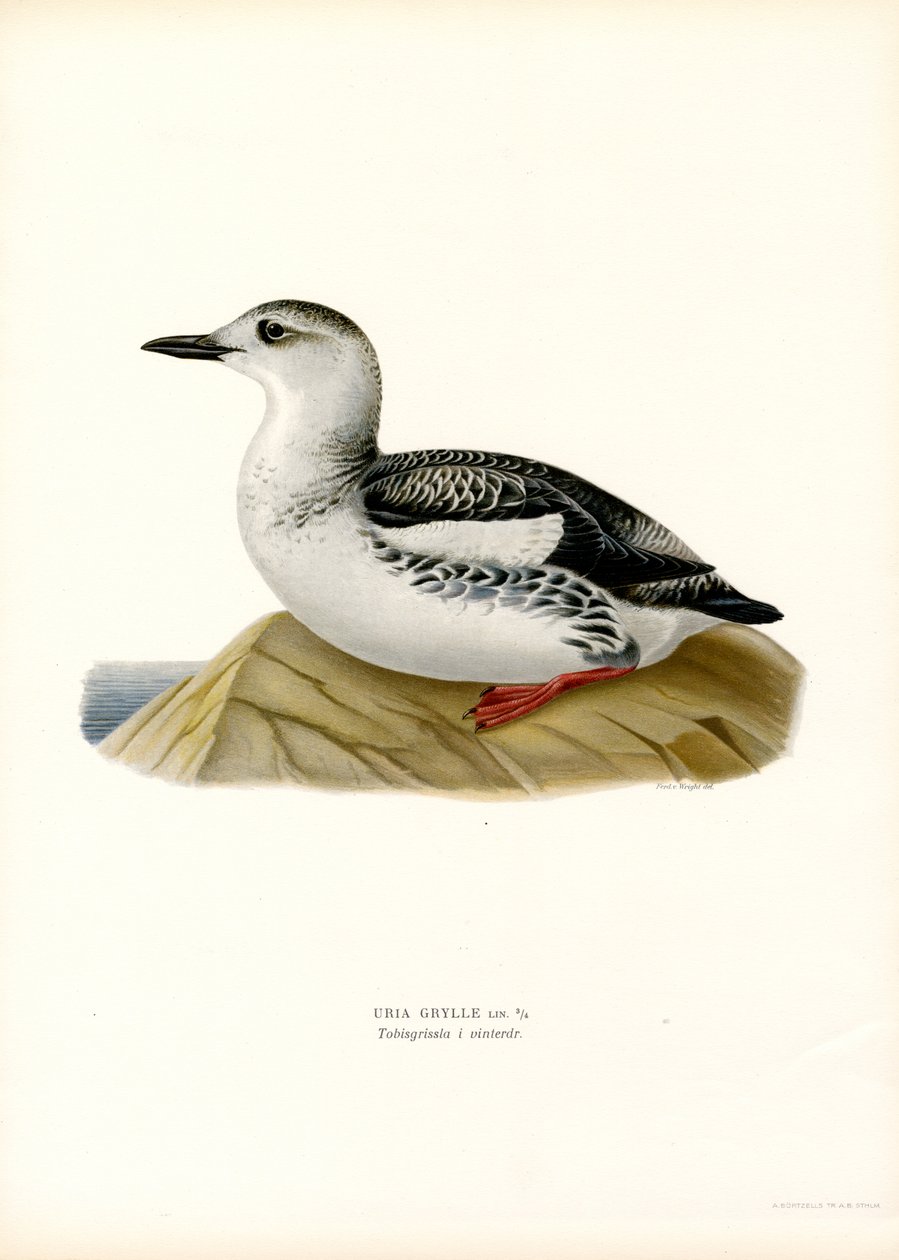 Black Guillemot (barevné lito) od Magnus Ferdinand and Wilhelm von Wright