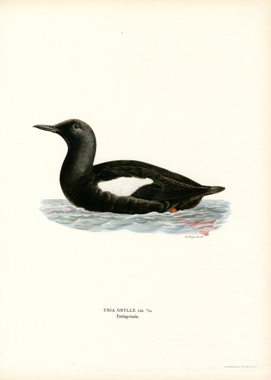 Black Guillemot (barevné lito) od Magnus Ferdinand and Wilhelm von Wright