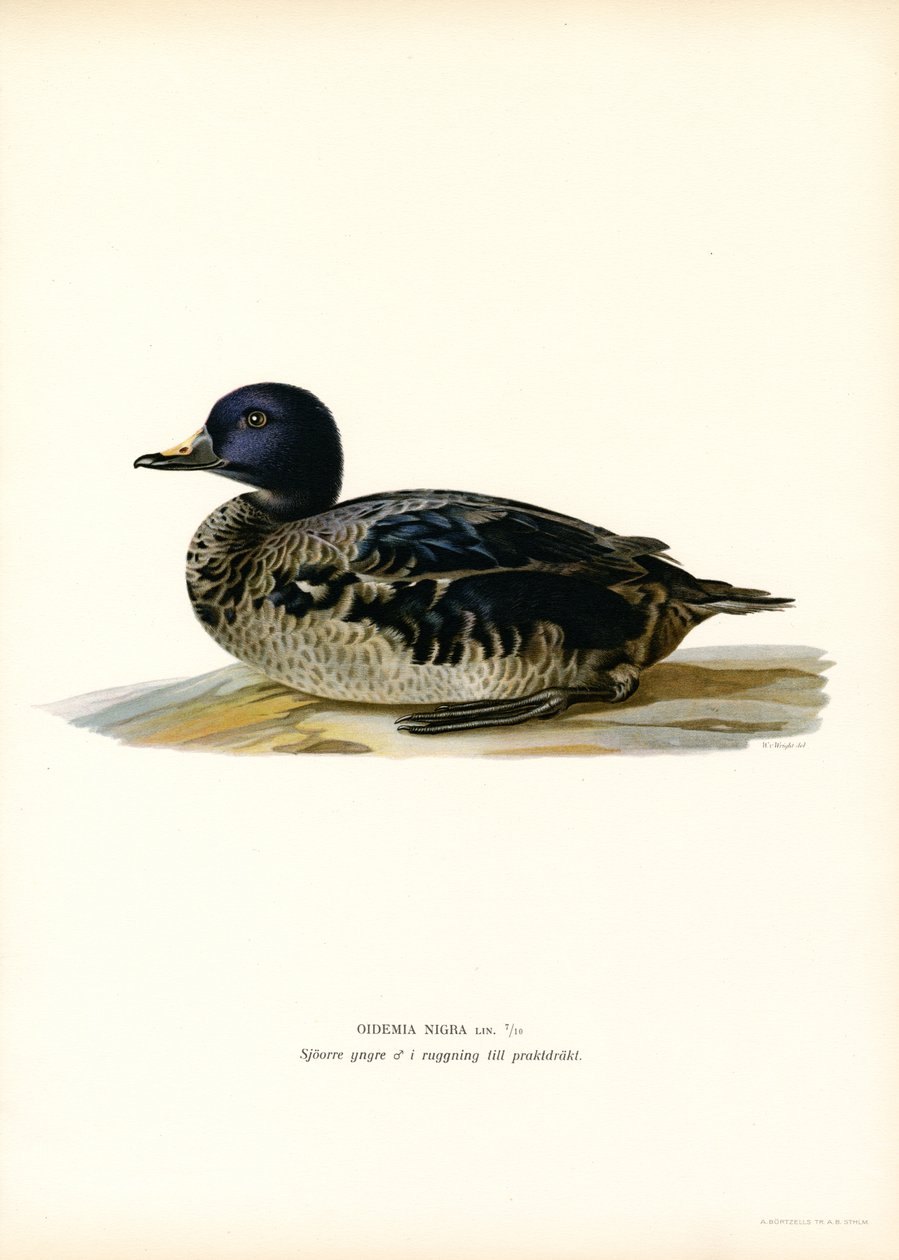 Black Scoter (barva lito) od Magnus Ferdinand and Wilhelm von Wright
