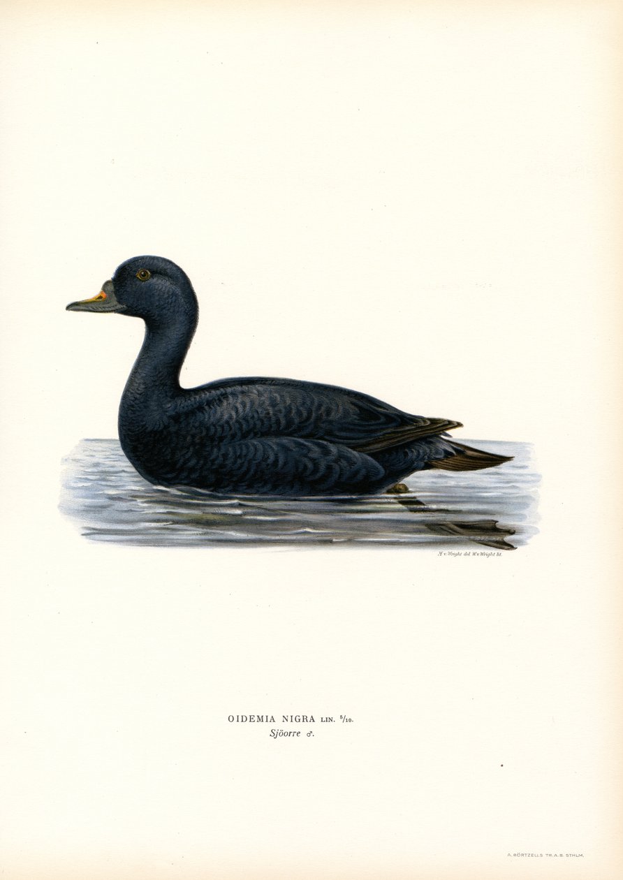 Black Scoter (barva lito) od Magnus Ferdinand and Wilhelm von Wright
