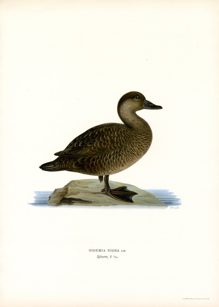 Black Scoter (barva lito) od Magnus Ferdinand and Wilhelm von Wright