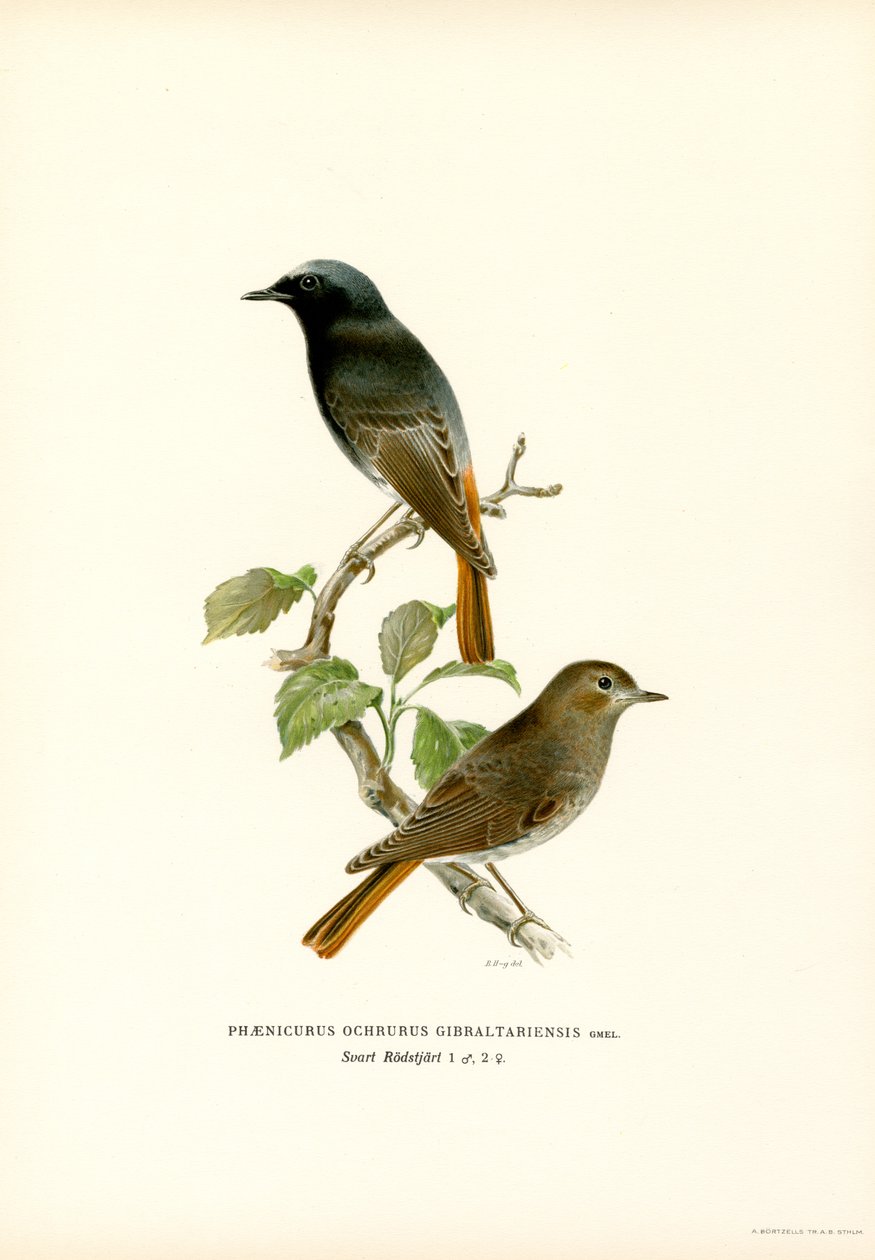 Blackstart (barevné lito) od Magnus Ferdinand and Wilhelm von Wright