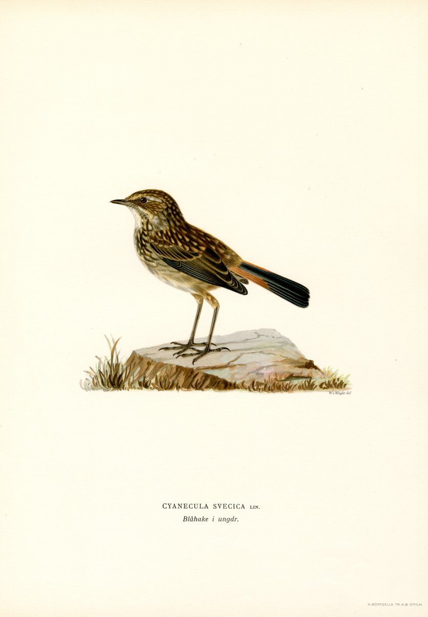Bluethroat (barva litho) od Magnus Ferdinand and Wilhelm von Wright