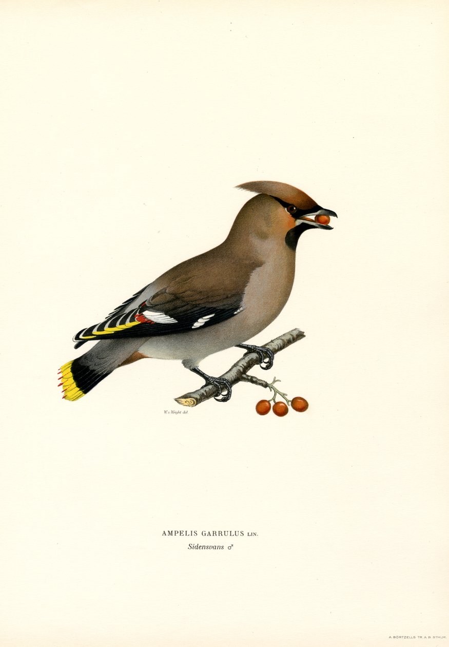 Bohemian Waxwing (barevní členové) od Magnus Ferdinand and Wilhelm von Wright