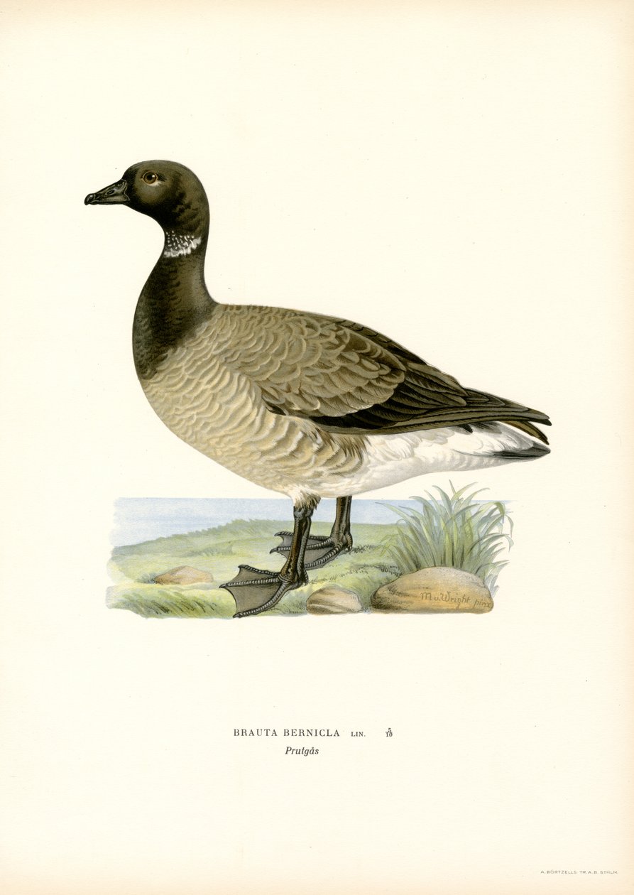 Brant Goose (barva lito) od Magnus Ferdinand and Wilhelm von Wright