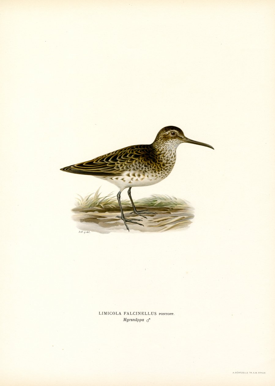 Sandpiper širokozobý (barevný litho) od Magnus Ferdinand and Wilhelm von Wright