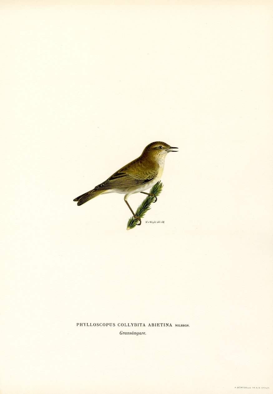 Chiffchaff (barva lito) od Magnus Ferdinand and Wilhelm von Wright
