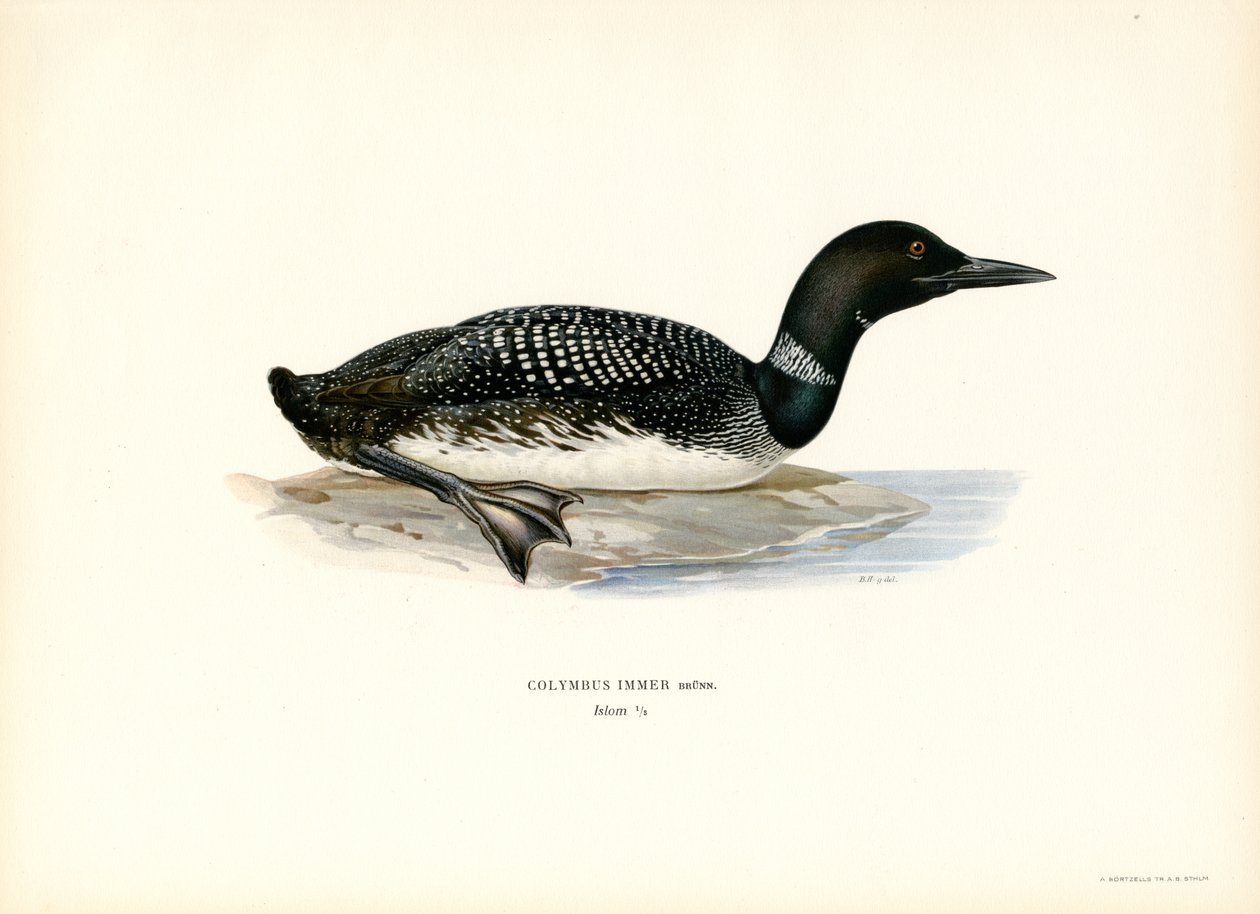 Common Loon (barva litho) od Magnus Ferdinand and Wilhelm von Wright