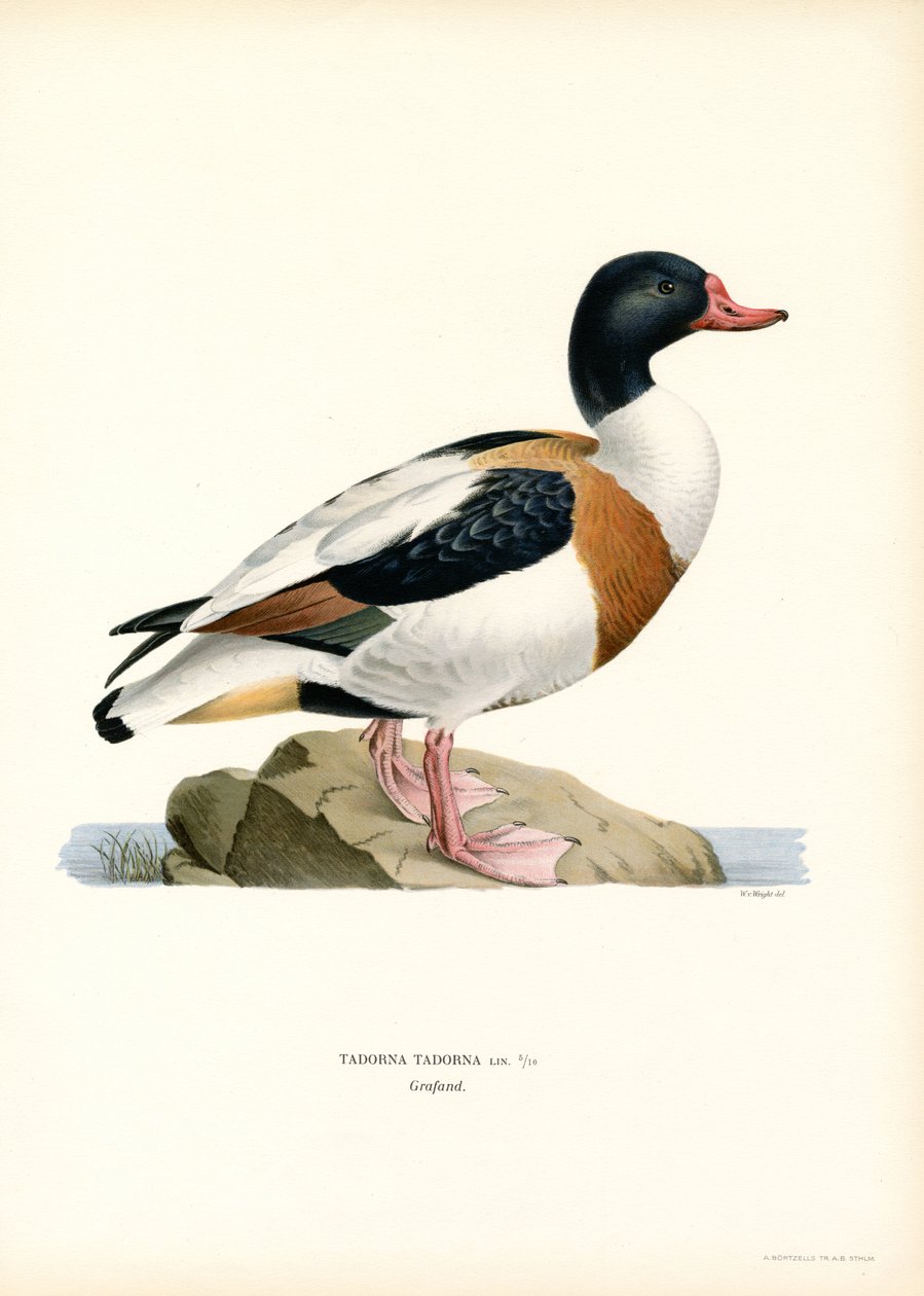 Shelduck obecný (barva lito) od Magnus Ferdinand and Wilhelm von Wright