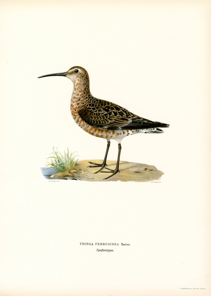 Sandpiper kadeřavý (barva lito) od Magnus Ferdinand and Wilhelm von Wright