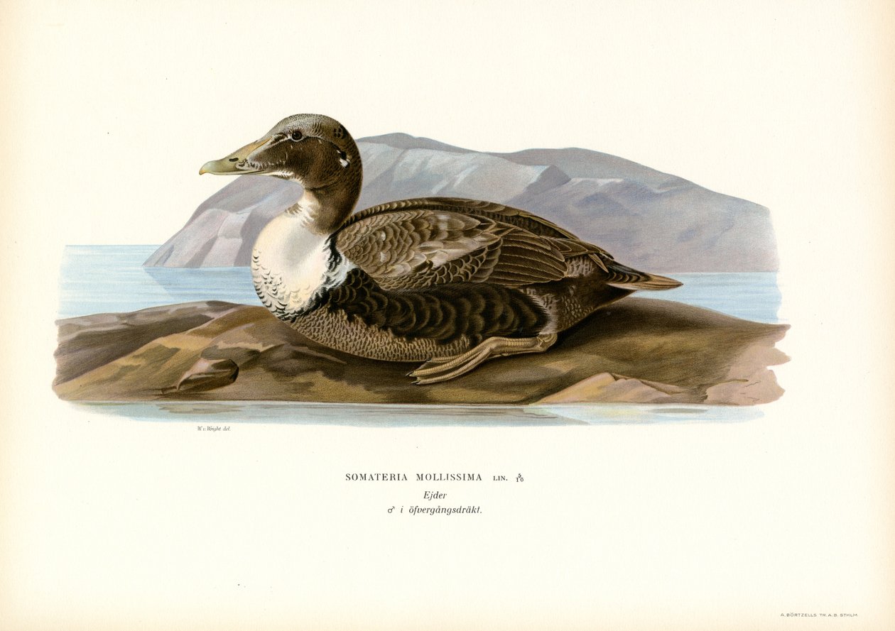 Kajka kajka (barevná lito) od Magnus Ferdinand and Wilhelm von Wright