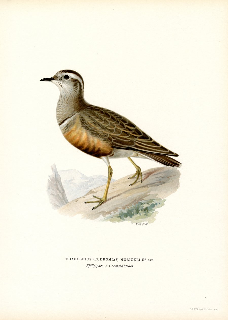 Euroasijský dotterel (barevné lito) od Magnus Ferdinand and Wilhelm von Wright