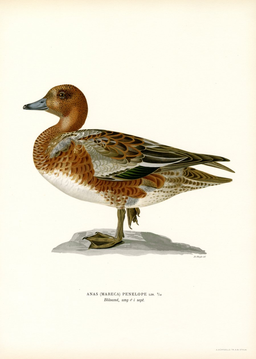 Eurasijský Wigeon (barva lito) od Magnus Ferdinand and Wilhelm von Wright