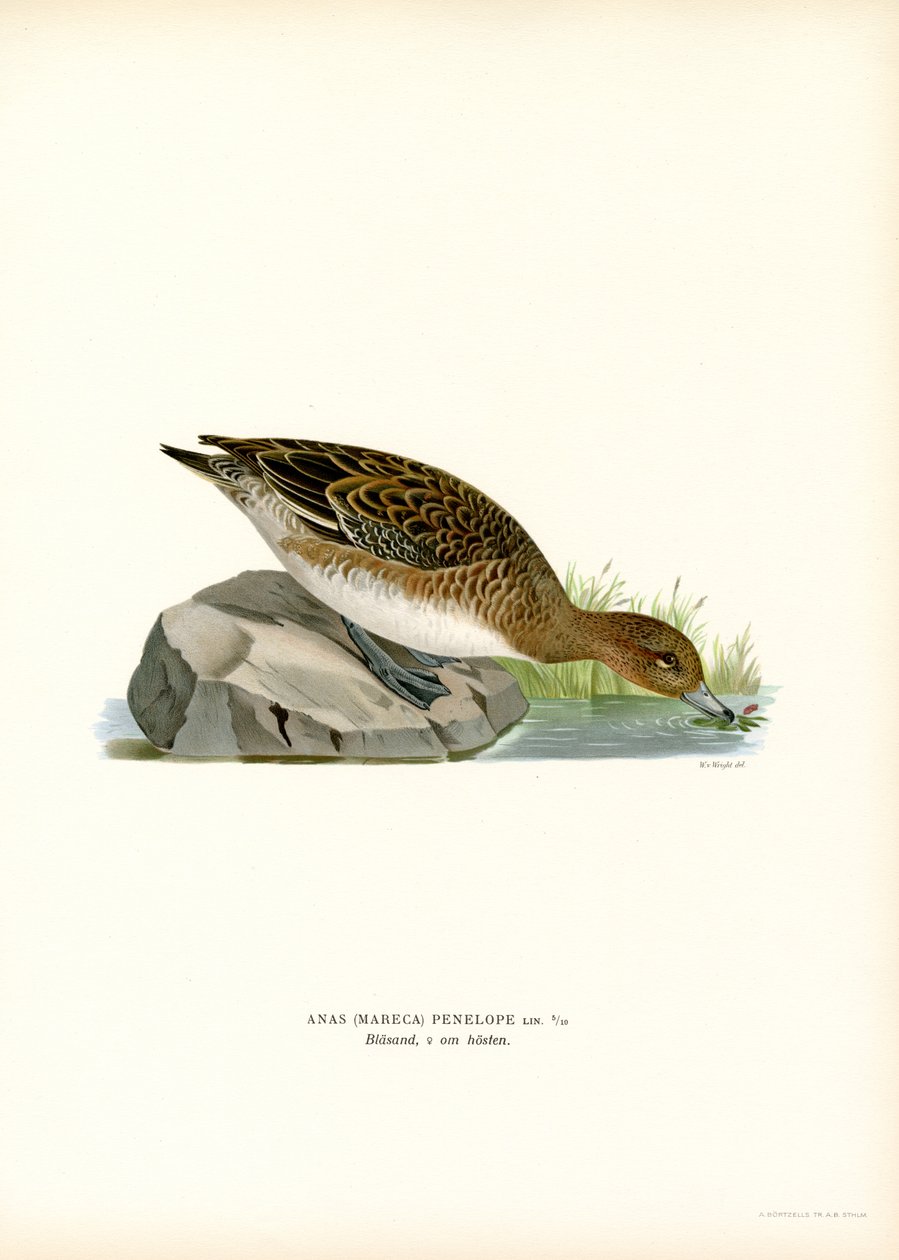 Euroasijský Wigeon (barevný litho) od Magnus Ferdinand and Wilhelm von Wright
