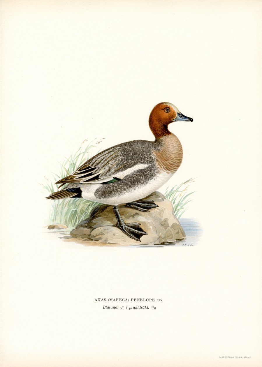 Eurasijský Wigeon (barva lito) od Magnus Ferdinand and Wilhelm von Wright