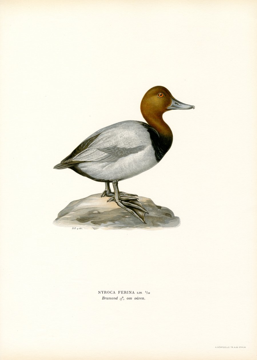 Evropský pochard (barva lito) od Magnus Ferdinand and Wilhelm von Wright
