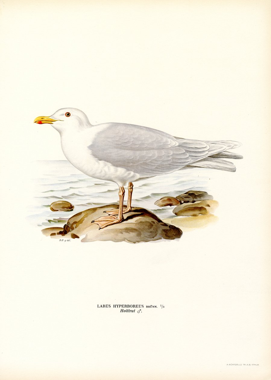 Glaucous racek (barevné litho) od Magnus Ferdinand and Wilhelm von Wright