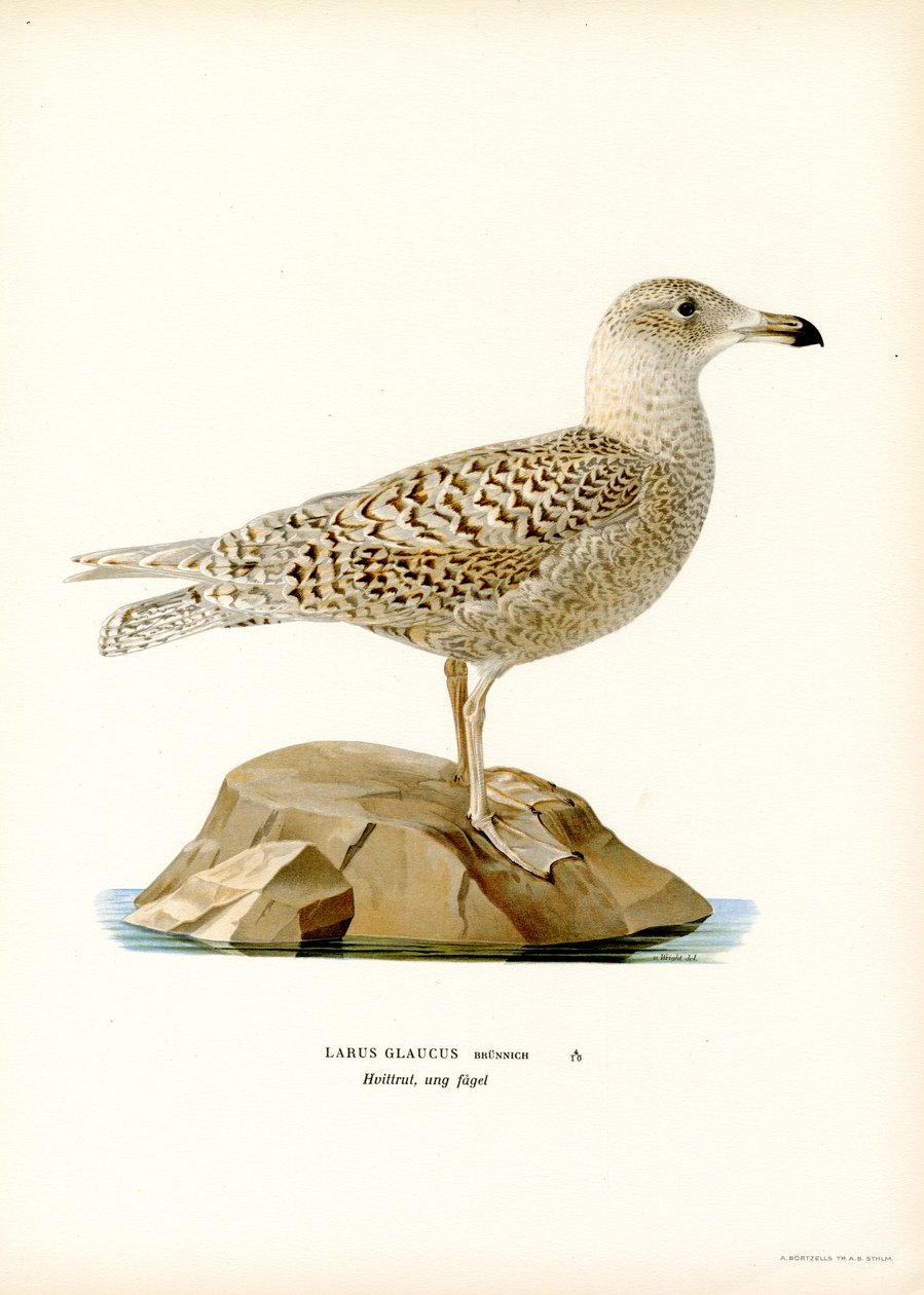Glaucous racek (barevné lito) od Magnus Ferdinand and Wilhelm von Wright