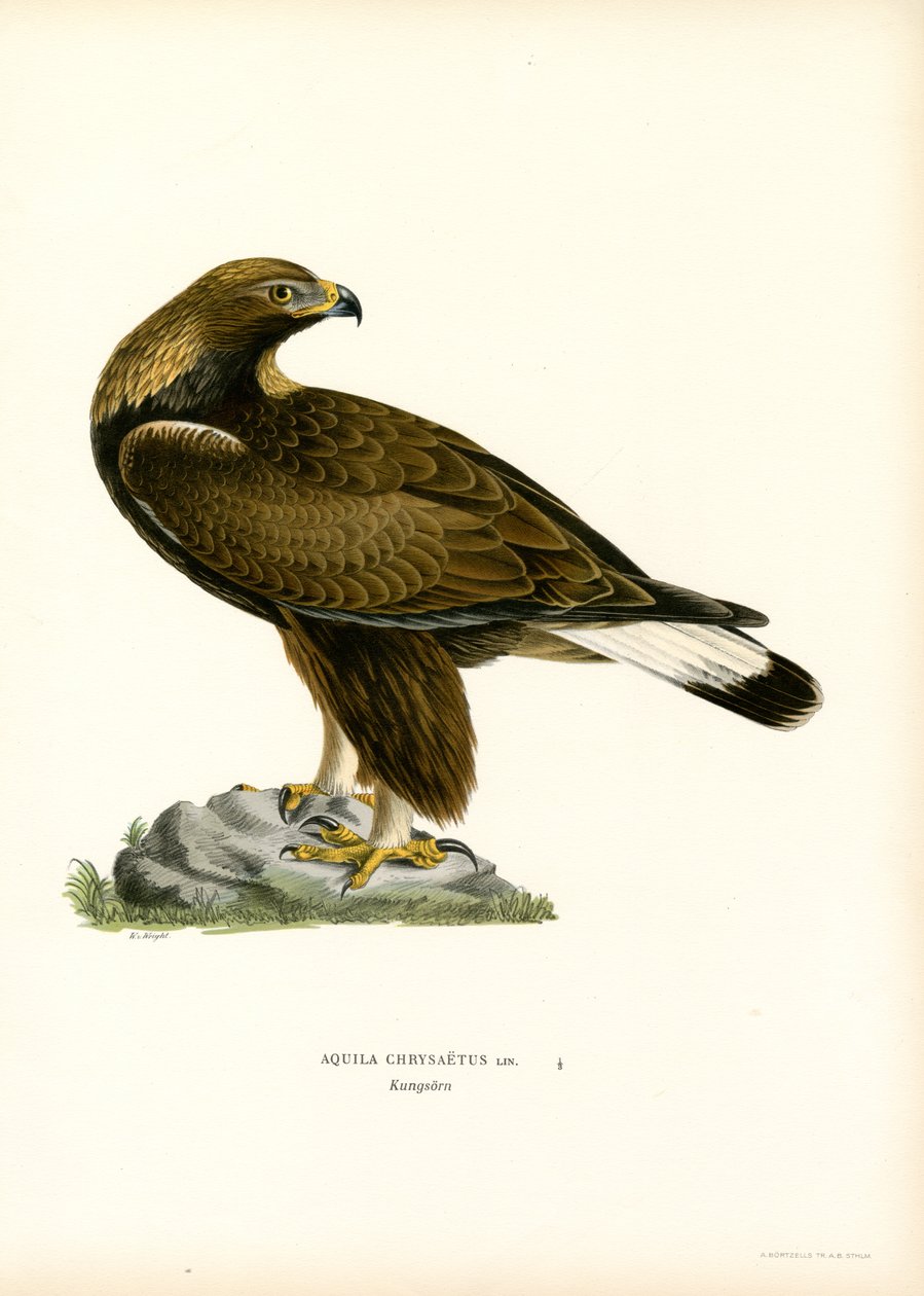 Golden Eagle (barva lito) od Magnus Ferdinand and Wilhelm von Wright