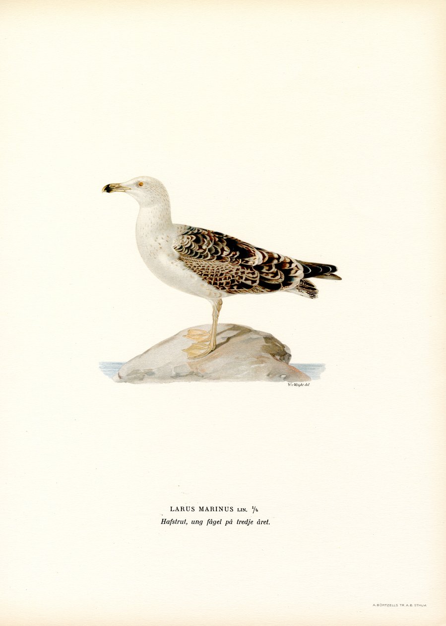 Racek velký (barva litho) od Magnus Ferdinand and Wilhelm von Wright