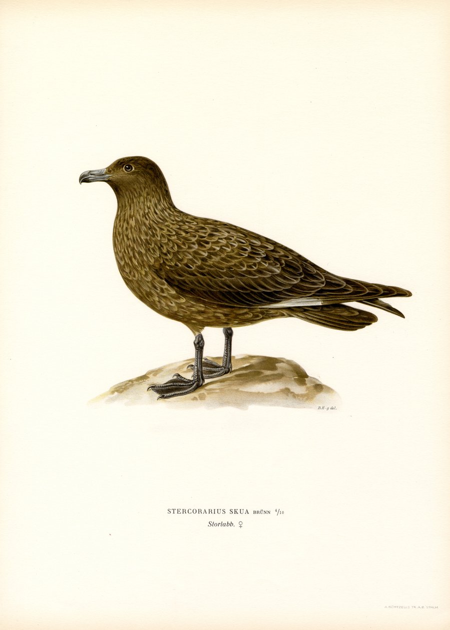 Great Skua (barevní členové) od Magnus Ferdinand and Wilhelm von Wright