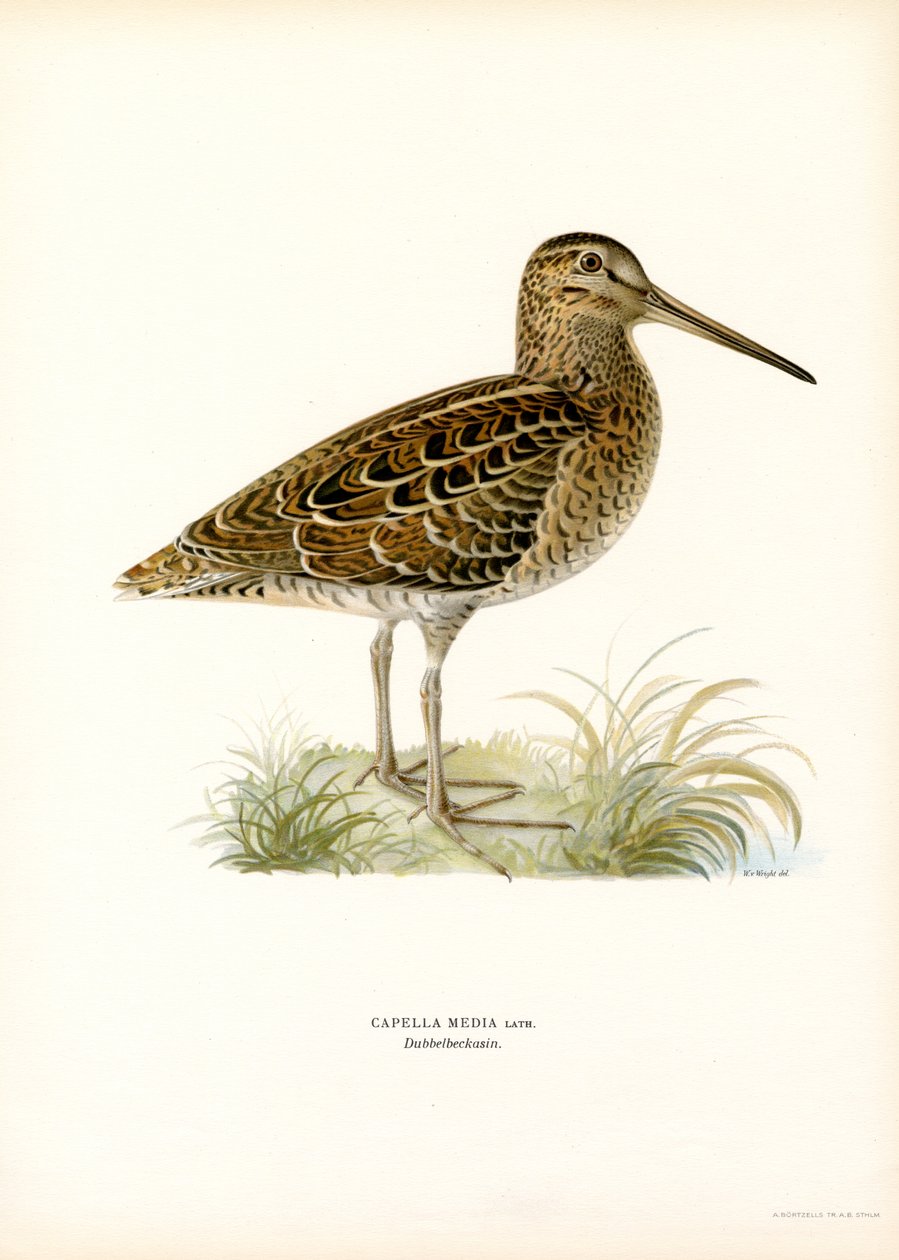 Snipe velký (barva lito) od Magnus Ferdinand and Wilhelm von Wright