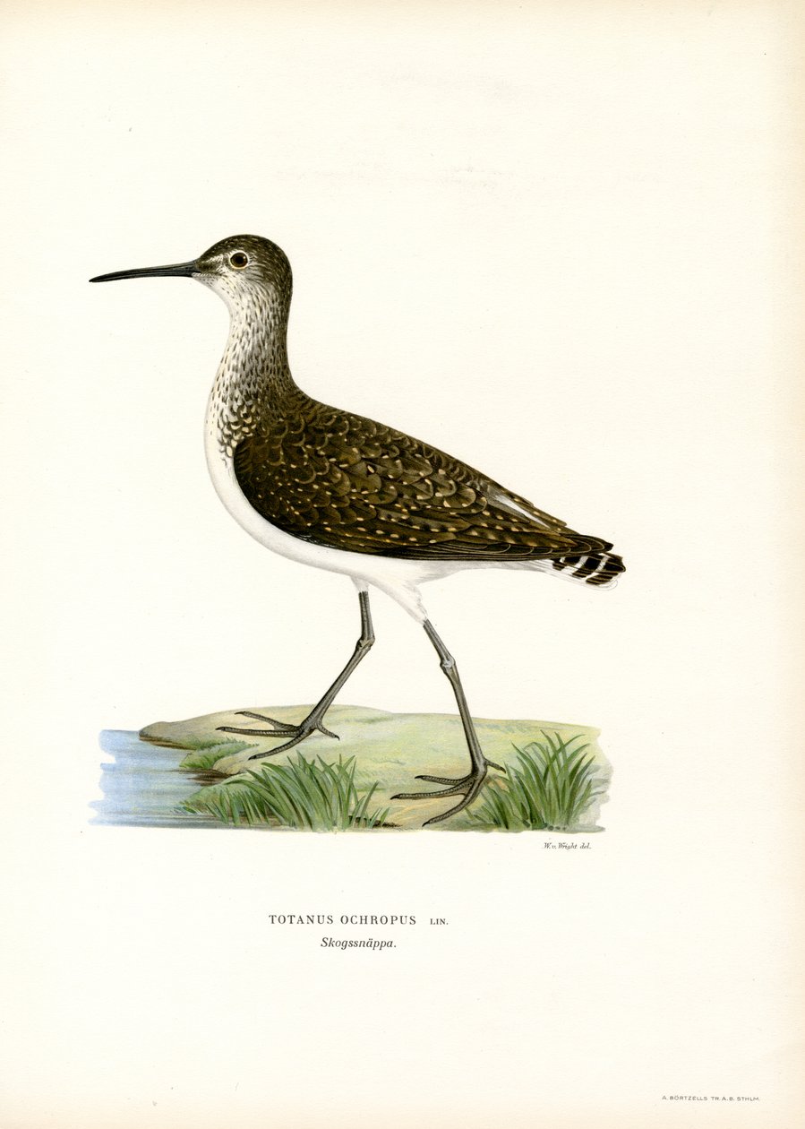 Sandpiper zelený (barva lito) od Magnus Ferdinand and Wilhelm von Wright