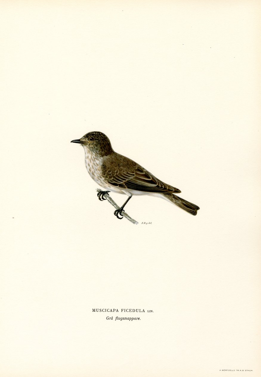 Mucholapka šedá (barva lito) od Magnus Ferdinand and Wilhelm von Wright