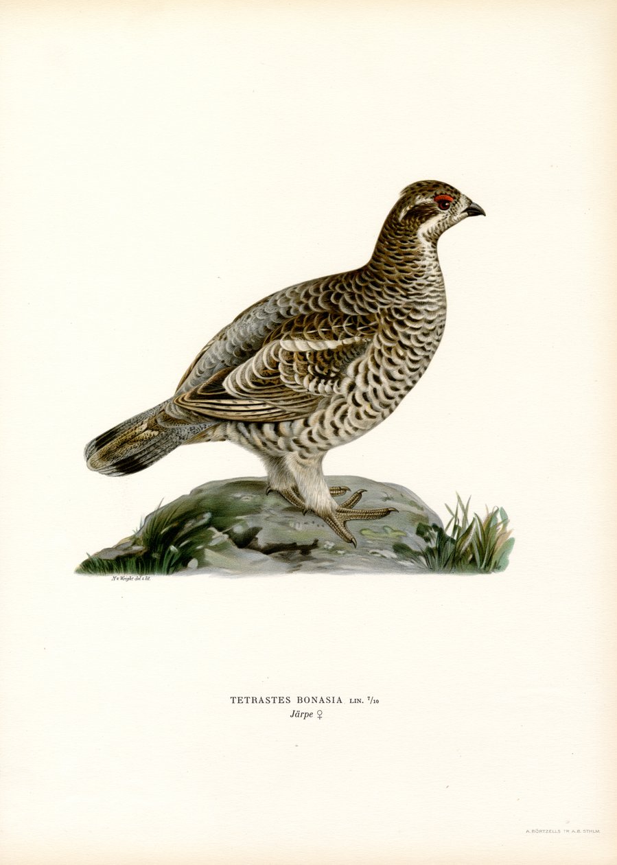 Hazel Grouse (barva lito) od Magnus Ferdinand and Wilhelm von Wright